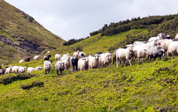 Стадо овець на зеленій траві . — стокове фото