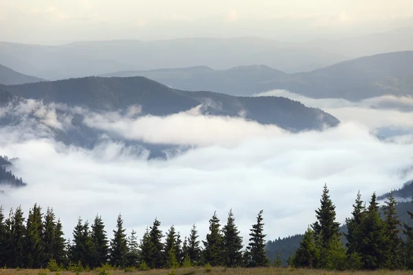 Живописный вид горных лесов, покрытых туманом — стоковое фото