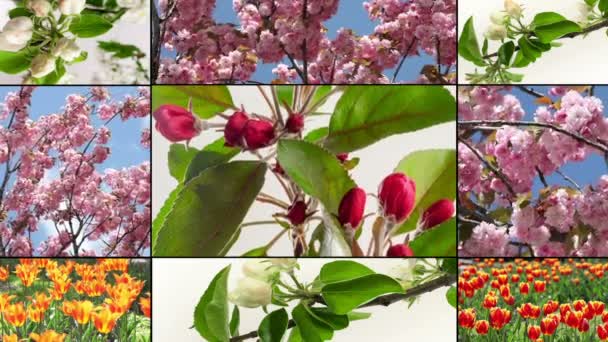 Bloem groeien, collage. Multiscreen — Stockvideo