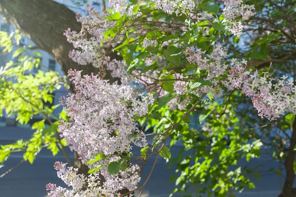 Syringa vulgaris lilac or common lilac