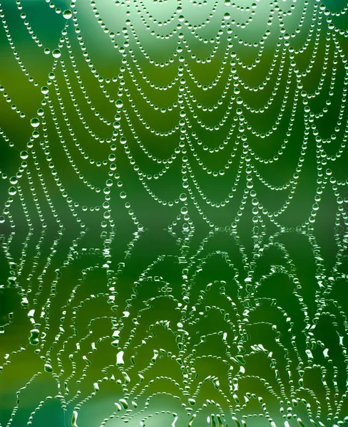 Dew drops on a web reflection in pond — Stock Photo, Image