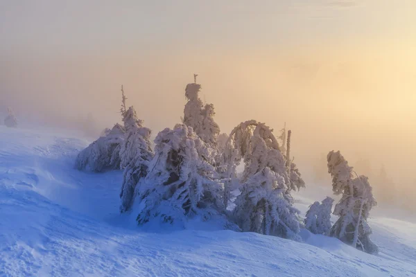 Jul bakgrund med snöiga gran träd. — Stockfoto