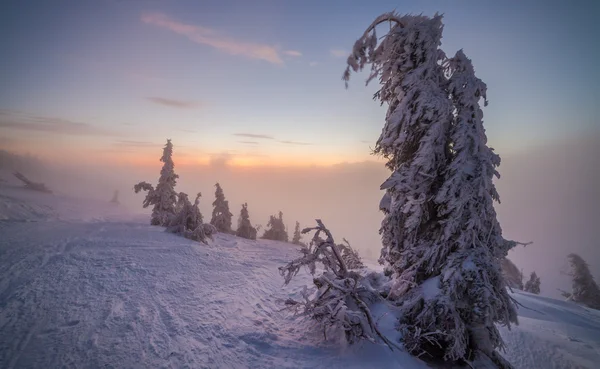 Alberi invernali sulla neve — Foto Stock