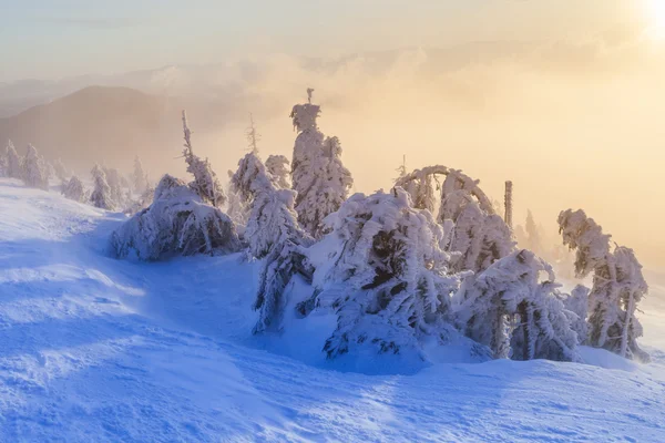 有白雪杉树的圣诞背景. — 图库照片