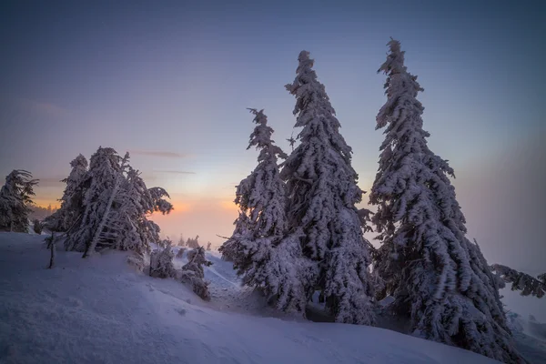 Vintertræer på sne - Stock-foto