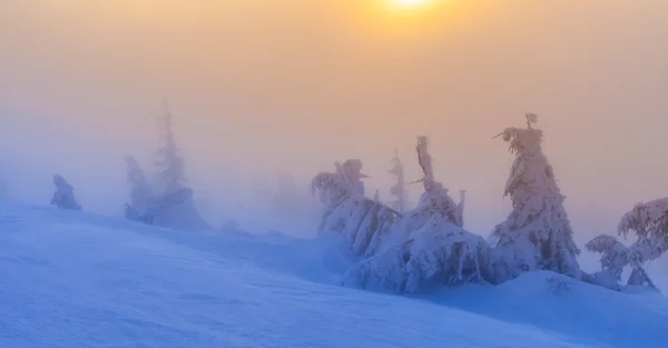 Winter bomen in sneeuw — Stockfoto