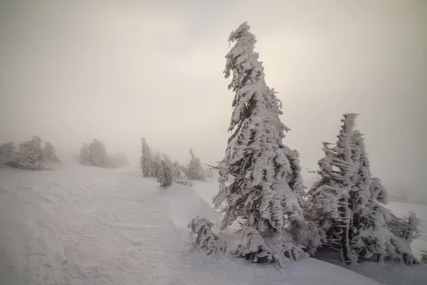 Kerst achtergrond met besneeuwde dennenbomen. — Stockfoto