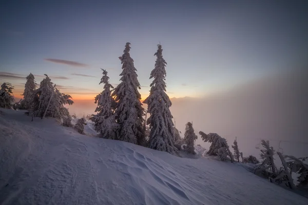 Arbres d'hiver sur neige — Photo