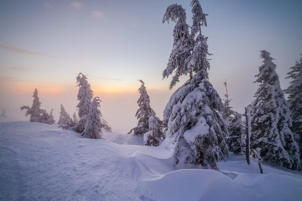 Winter bomen in sneeuw — Stockfoto