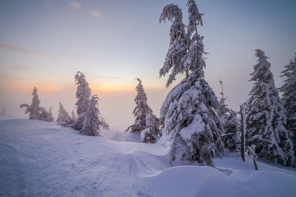 Alberi invernali sulla neve — Foto Stock