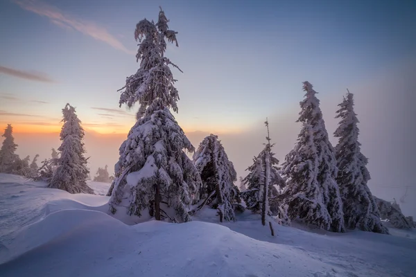 Weihnachten Hintergrund mit schneebedeckten Tannen. — Stockfoto