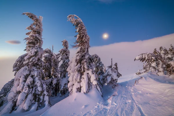 冬季雪上的树木 — 图库照片