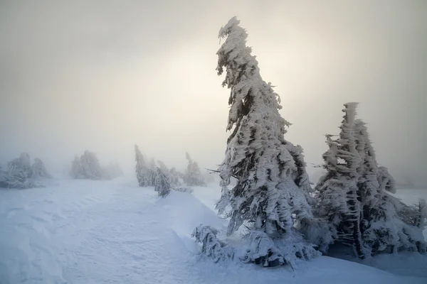 有白雪杉树的圣诞背景. — 图库照片