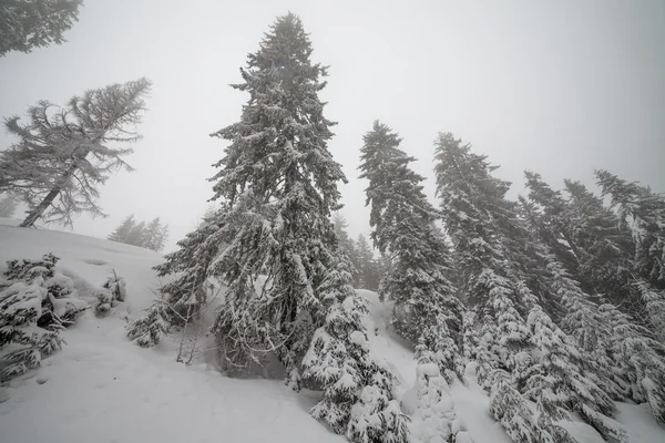 Fond de Noël avec sapins neigeux. — Photo