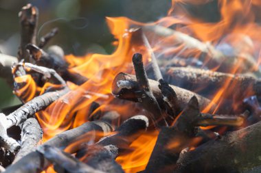 Ormanda şenlik ateşi