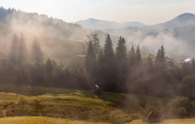 Sabah bir çayır üzerinde örümcek ağı