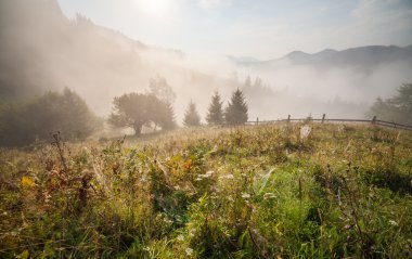 Sabah bir çayır üzerinde örümcek ağı