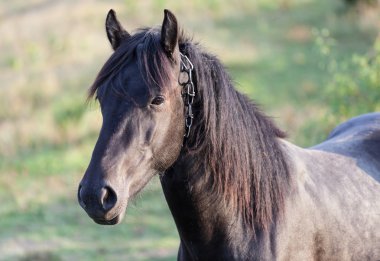 Doğadaki at. Bir atın portresi, kahverengi at.