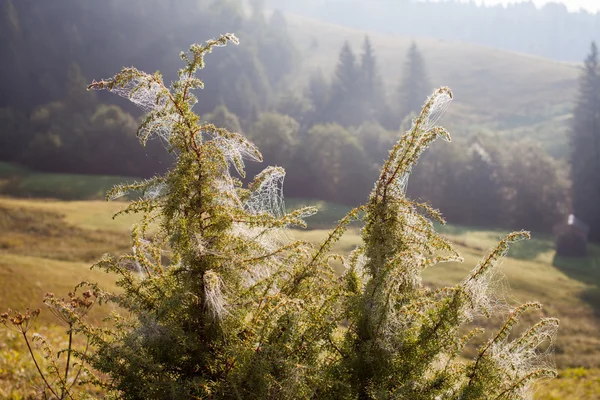 Ragnatela su un prato di mattina — Foto Stock