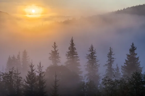 Fog over mountain range in sunrise light. — Stock Photo, Image