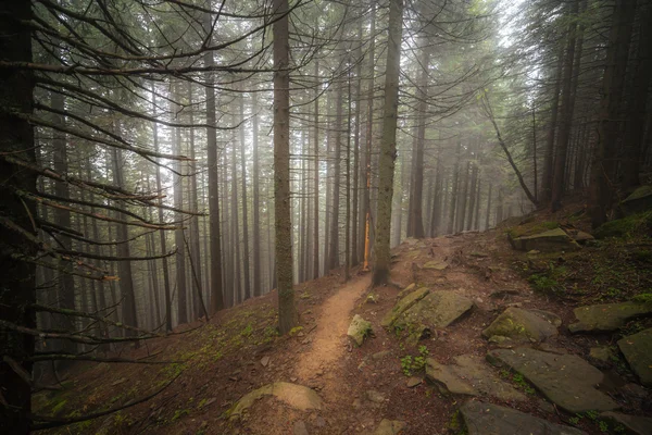 Туманний ліс після дощу — стокове фото