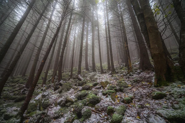 Pierwszy śnieg w lesie — Zdjęcie stockowe