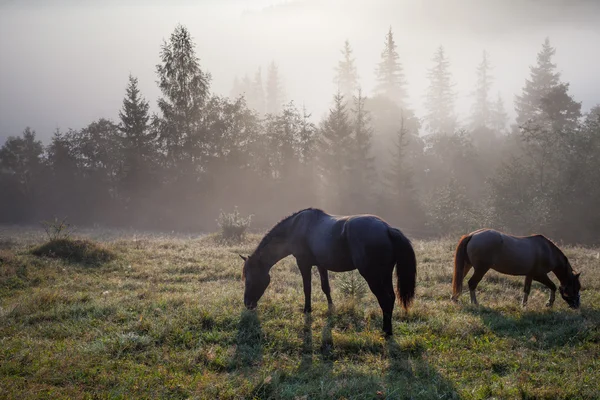 말을 방목으로 산 풍경 — 스톡 사진