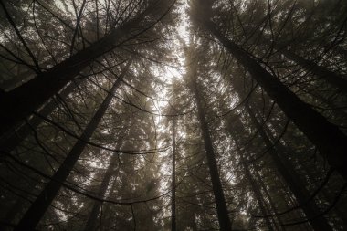 yağmur sonra sisli orman