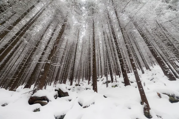 Winter forest with fog in the background — Stock Photo, Image