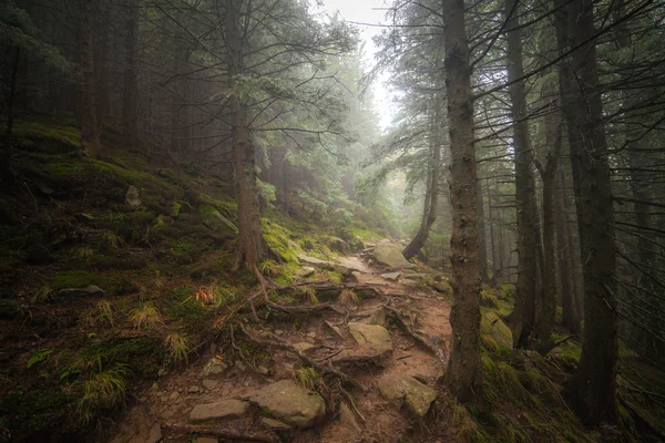 Nebelwald nach Regen — Stockfoto