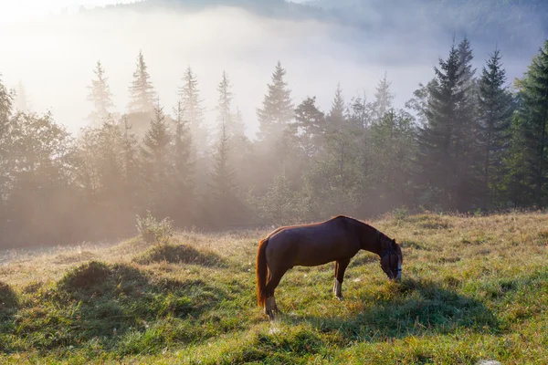 Горный пейзаж с выпасом лошади — стоковое фото