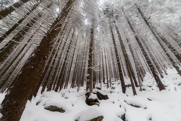 Floresta de inverno com nevoeiro no fundo — Fotografia de Stock