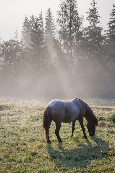 Paesaggio montano con cavallo al pascolo — Foto Stock