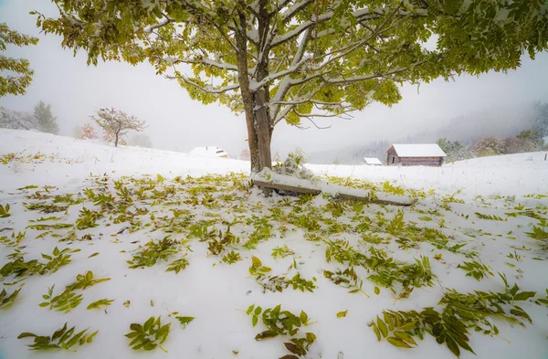 Eerste sneeuw in het forest — Stockfoto