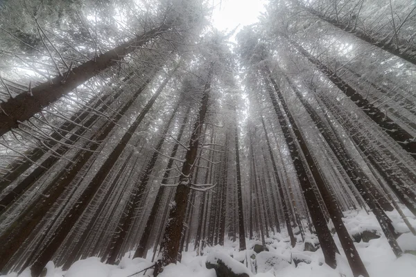 冬季森林背景中的雾 — 图库照片