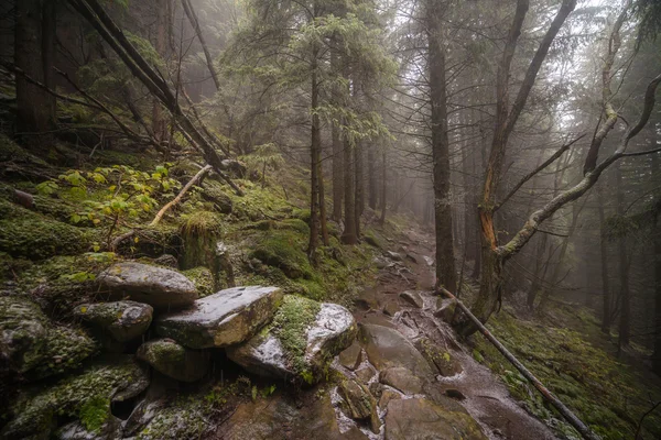 First snow in the forest — Stock Photo, Image