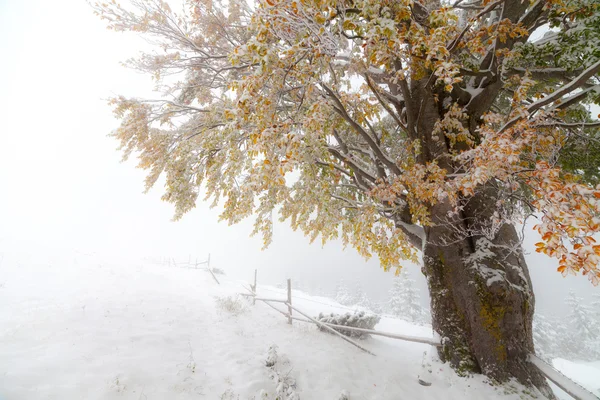 Primeira neve na floresta — Fotografia de Stock