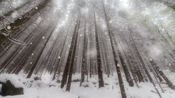 Nytt år, jul, vinter bakgrund — Stockvideo