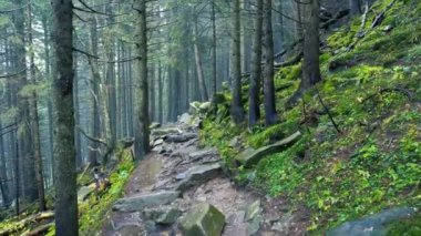 gizemli orman manzarası. Bakir bir sonbahar ormanında, büyük ağaçların arasında, yağmurlu havada kamera hareketi..