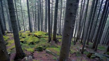 gizemli orman manzarası. Bakir bir sonbahar ormanında, büyük ağaçların arasında, yağmurlu havada kamera hareketi..