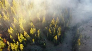 Dağlardaki ormanın üzerinden sis atıyordu. Dağlık bölgede şafak vakti. Hava görüntüsü