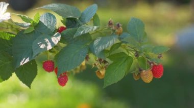 Dallara asılı kırmızı ahududu böğürtlenleri.