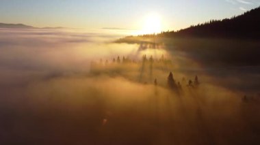 Kuşların bakış açısı sisli sabah güneşinin doğuşundaki güzel yeşil ormanı gösteriyor.