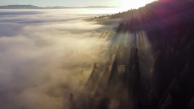 Kuşların bakış açısı sisli sabah güneşinin doğuşundaki güzel yeşil ormanı gösteriyor.
