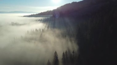 Dağlardaki ormanın üzerinden sis atıyordu. Güneş ışınları yollarına devam eder