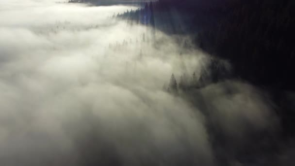 Strzelanie mgłą nad lasem w górach. Promienie słońca zmierzają w swoją stronę. — Wideo stockowe