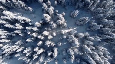 Hava atışı, 4K. Pamuklar kar ve buzla kaplı. Büyülü kış ormanı yukarıdan.