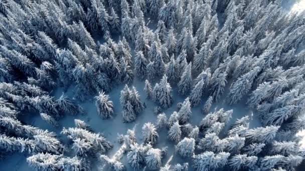 Повітряний постріл, 4К. Ялини вкриті снігом і морозом. Чарівний зимовий ліс зверху . — стокове відео