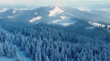 Hava atışı, 4K. Pamuklar kar ve buzla kaplı. Yukarıdan büyülü kış ormanı. Kış doğa dağları manzarası. Ebedi yeşil ormanın üzerinde uçuyor.