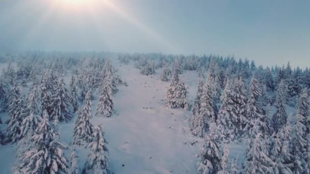 Strzał z powietrza, 4K. Świerki pokryte śniegiem i mrozem. Magiczny zimowy las z góry. Zimowy krajobraz gór natury. Latanie nad wiecznie zielonym lasem. — Wideo stockowe